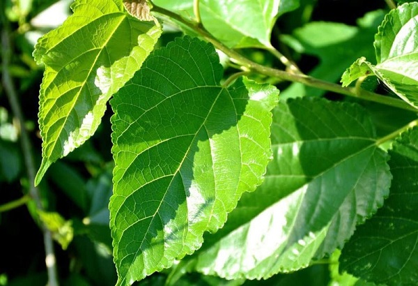 Những nguyên liệu làm đẹp từ thực vật ít ai biết nhưng hiệu quả